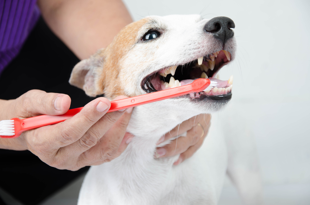 How to Care For Your Pet's Teeth 