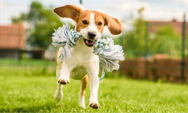 A beagle runs with a knotted rope toy.